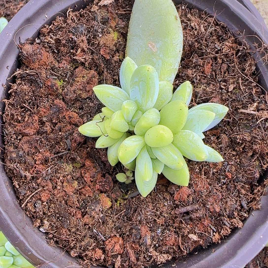 阿迪斯托小苗一物一拍