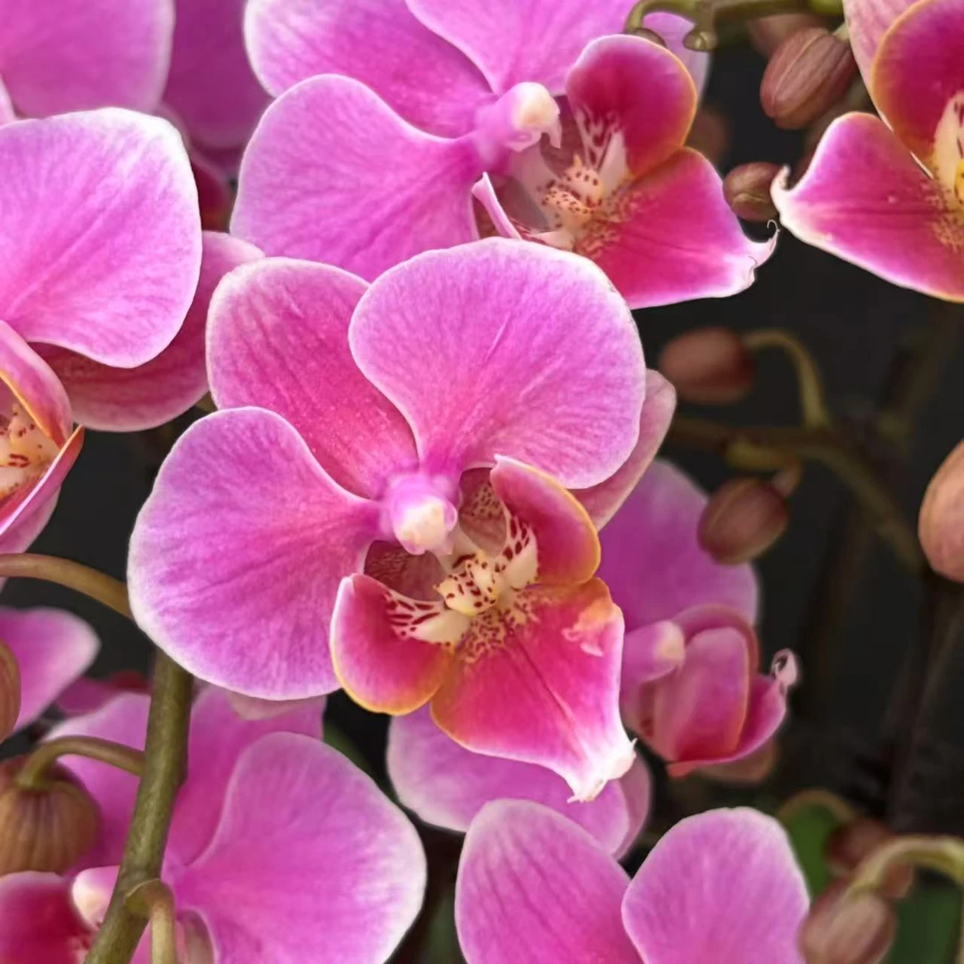 甄选（甜蜜雪山）蝴蝶兰粉紫色系小花型 高端稀有品种