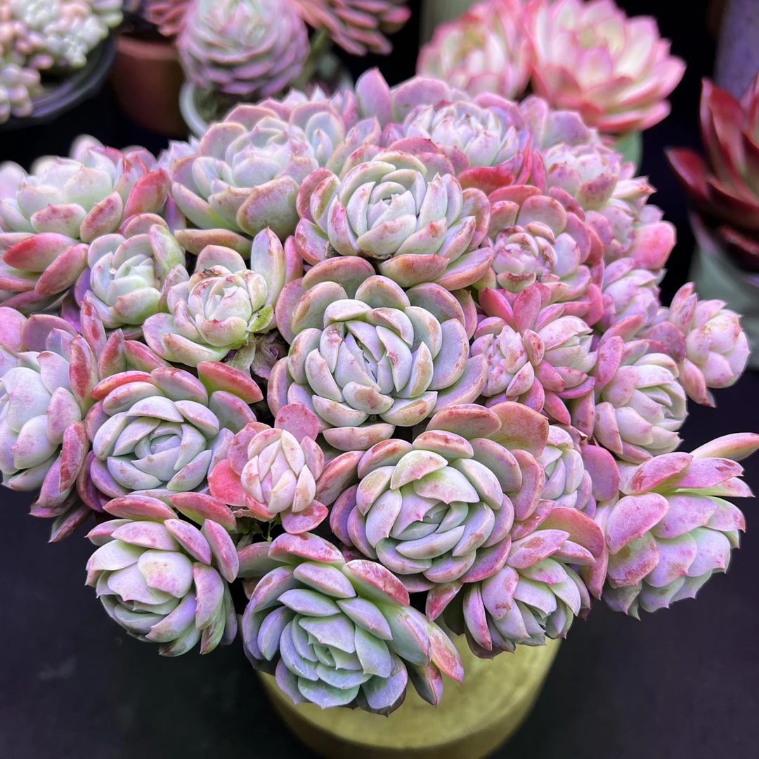 冰莓带香味（带种植盆）多肉植物