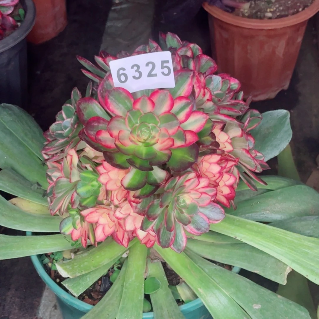 小***?寄养不退换不包邮黑魔锦多肉