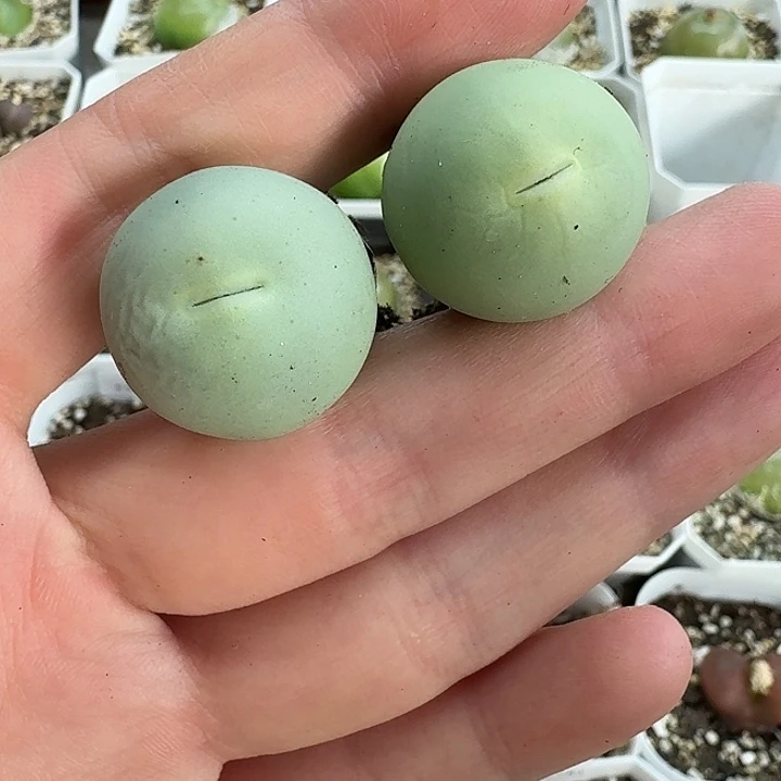 老马生石花2.3鸽子蛋959