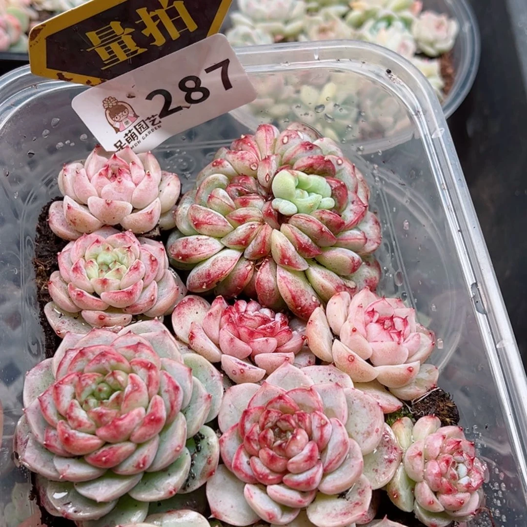 多肉植物多肉植物