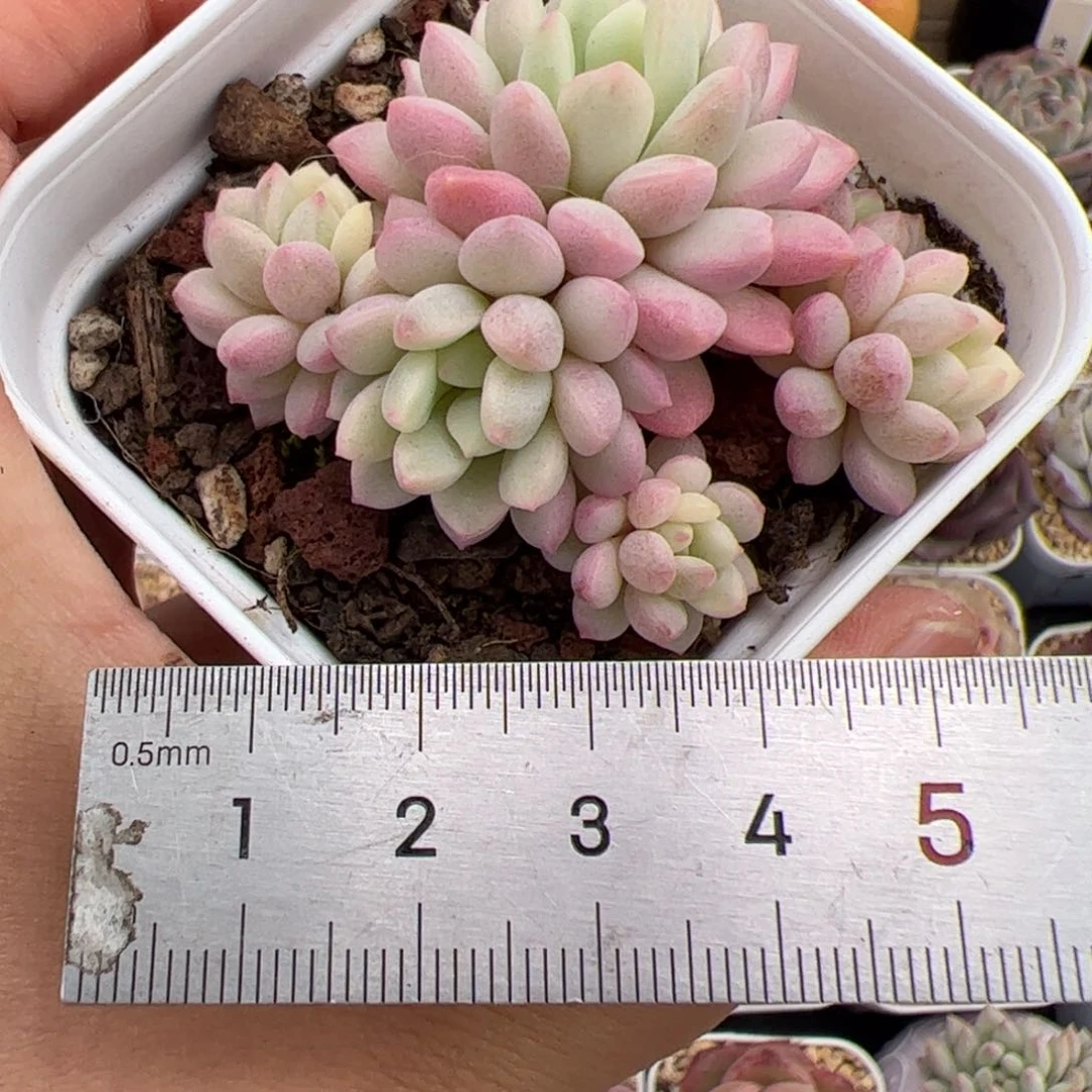****473 多肉植物组合盆栽