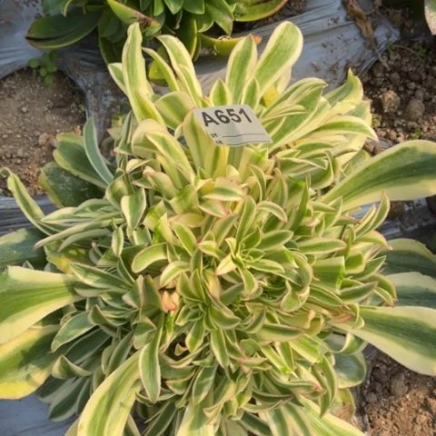 多肉植物宝石捷朵朵