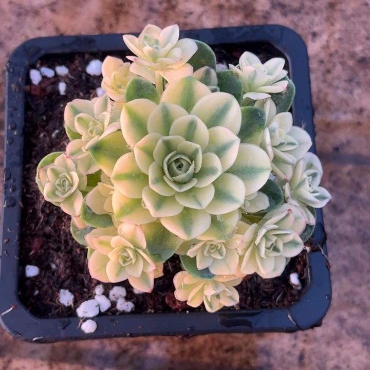 有***足猫眼玫瑰锦一颗价格