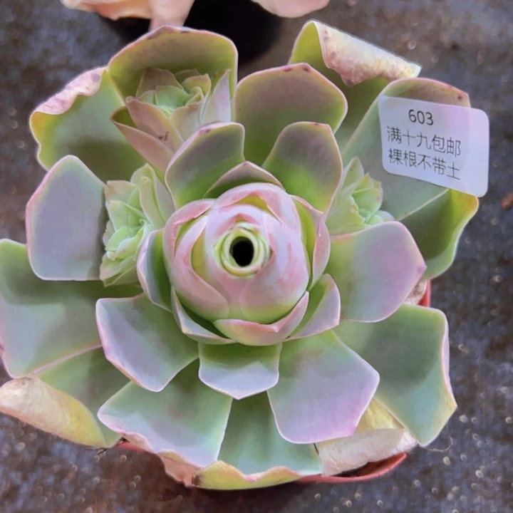 603 福利裸根不带土发货