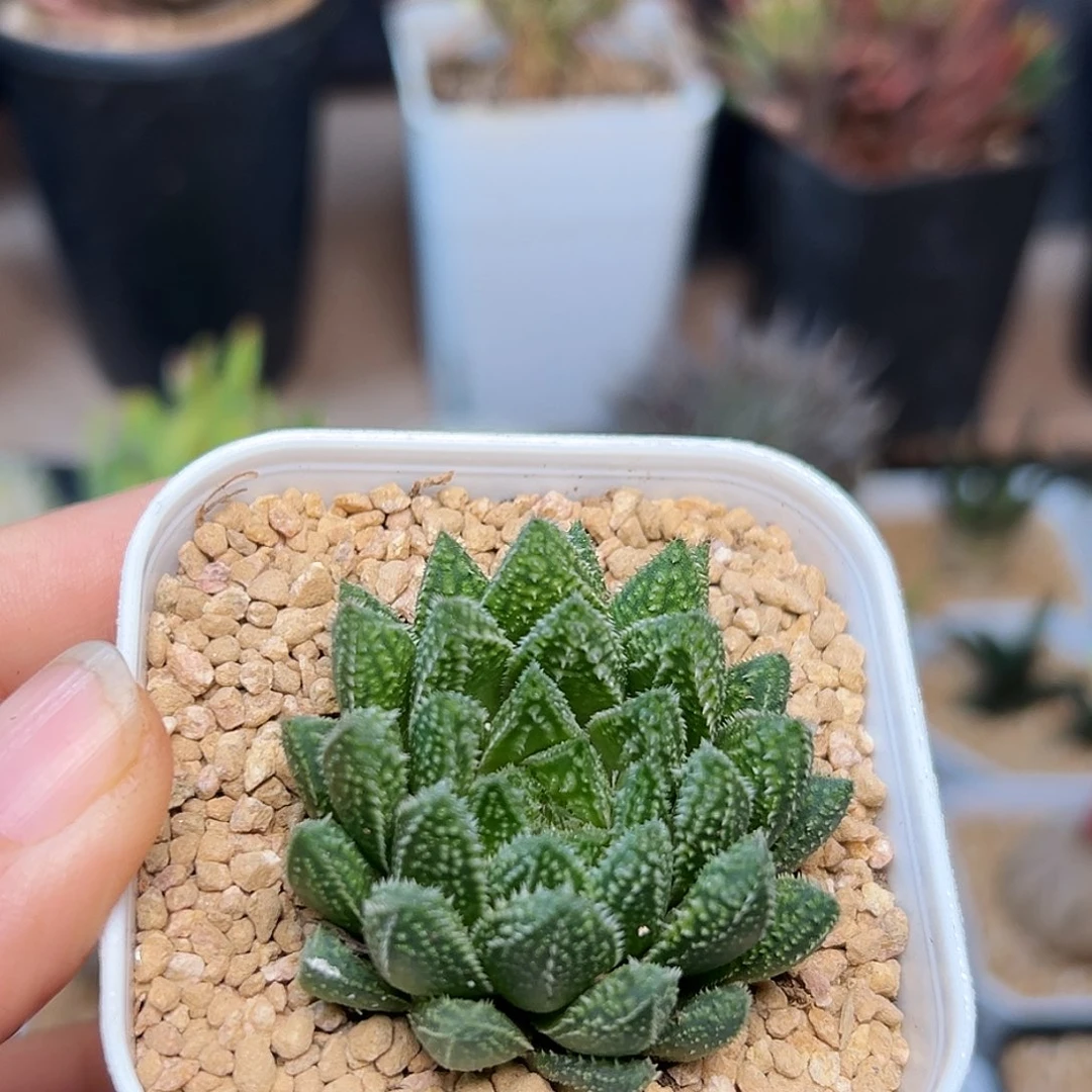 龙角硬叶十二卷