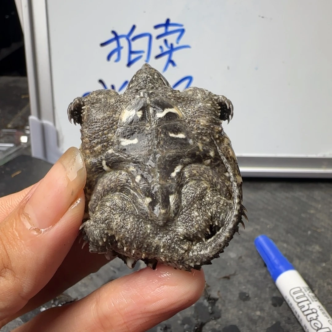 小鳄龟不分公母The