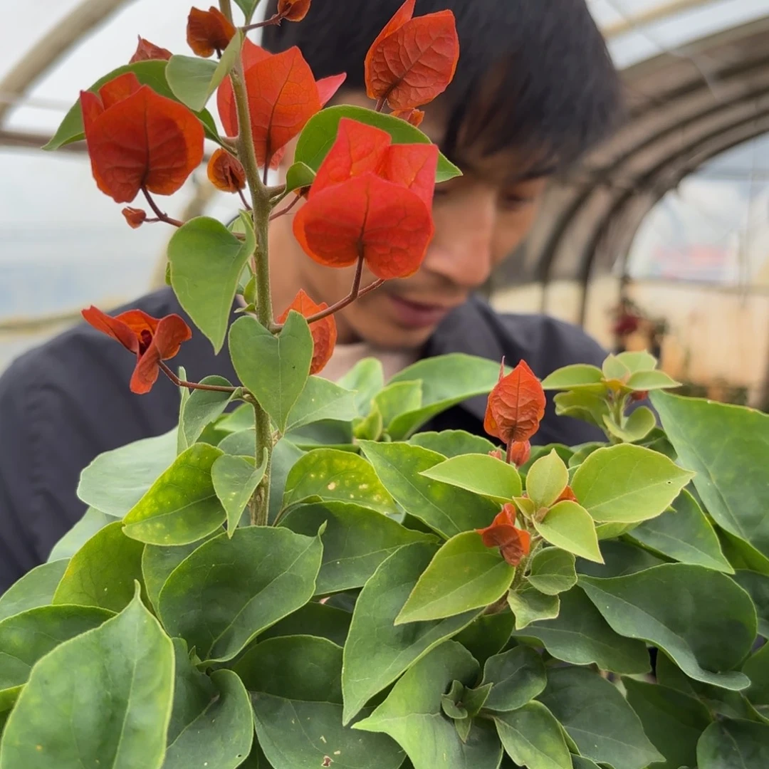 全部花苞（巧克力）三角梅会落花落叶会光杆苗有大有小