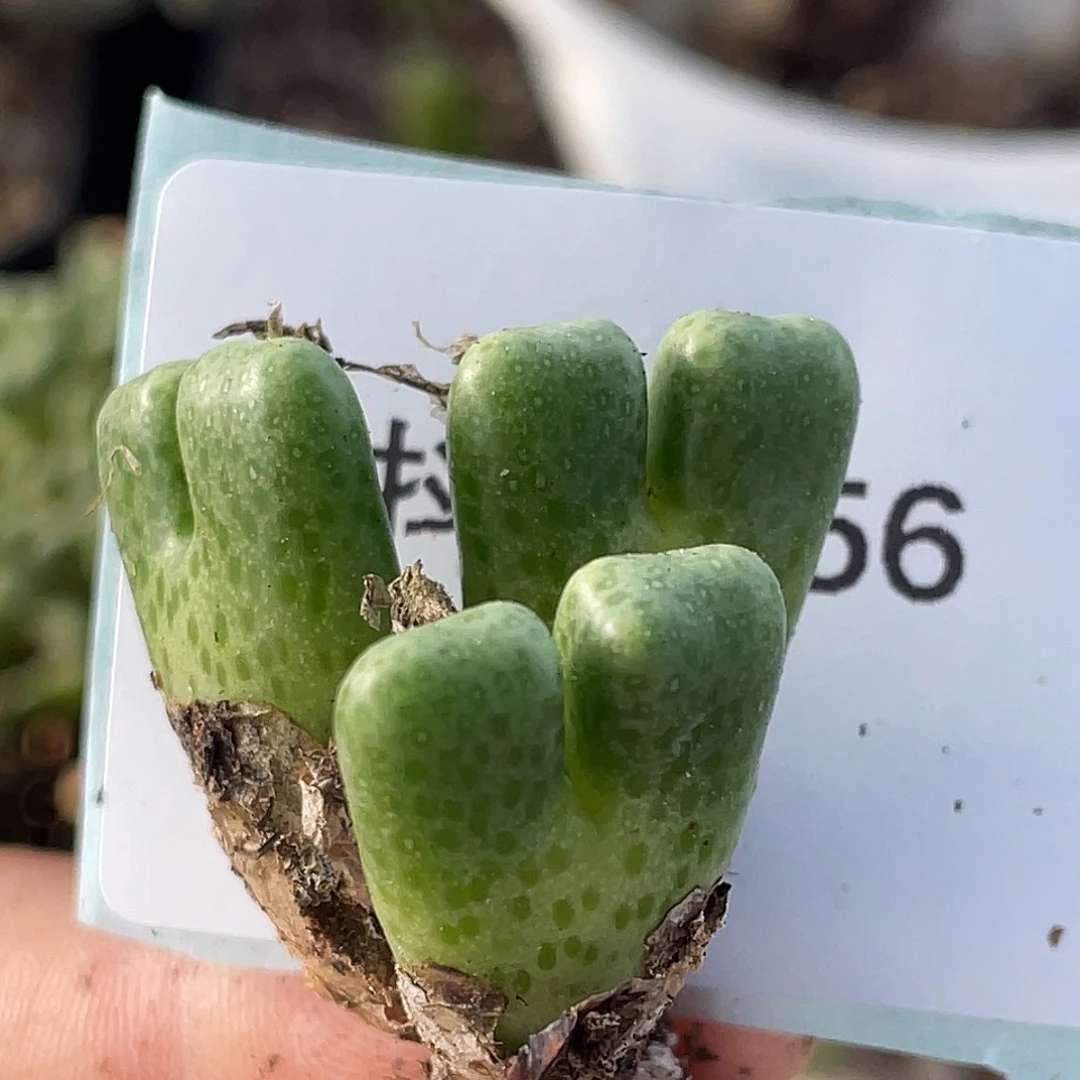 黄***朴25-56鹿角斑马肉锥