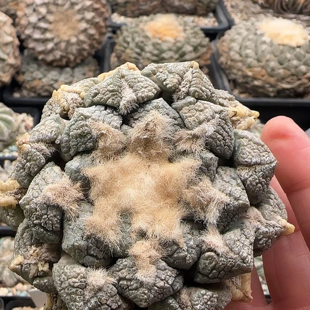 连山牡丹 11111111111111111