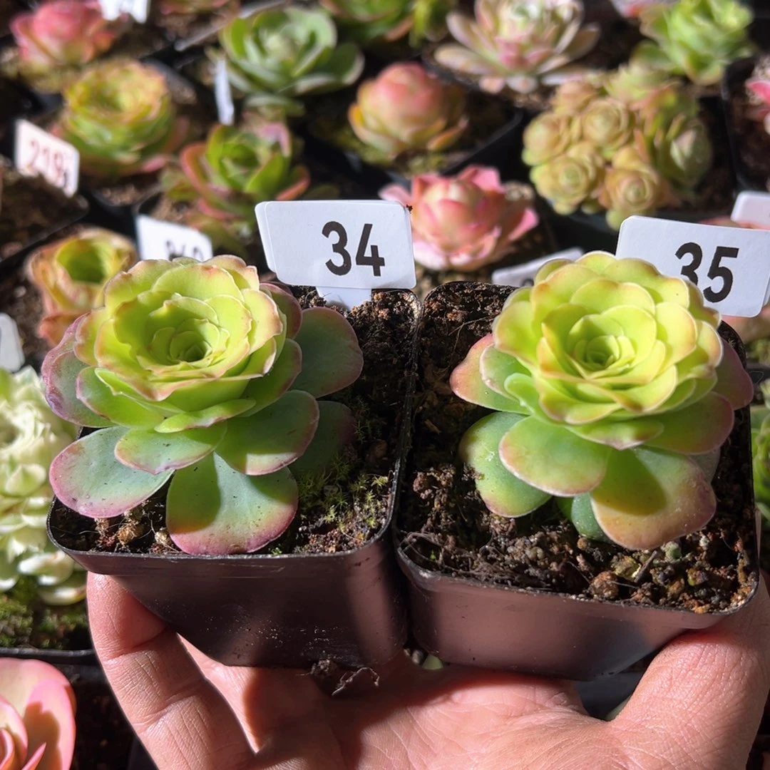 衡*墨幽34-35山地玫瑰多肉