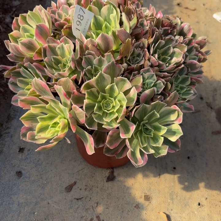 女妖多肉处理不包断头1987