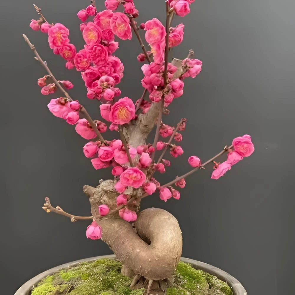 精品老桩丰厚梅 重瓣大花朵红梅梅花盆景 耐寒室内外植物花卉盆栽