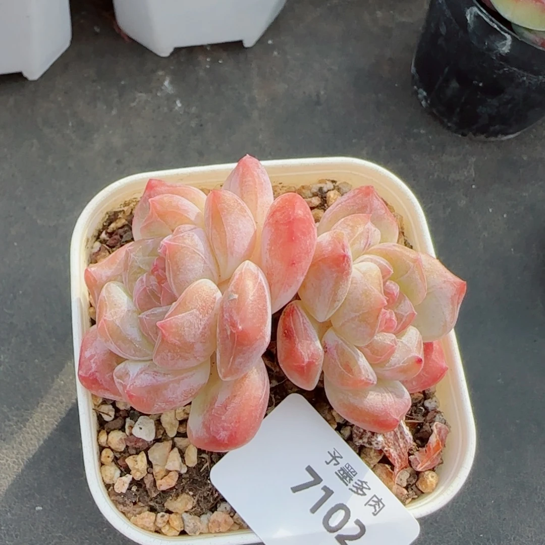 黛玉冰魄，7102多肉植物
