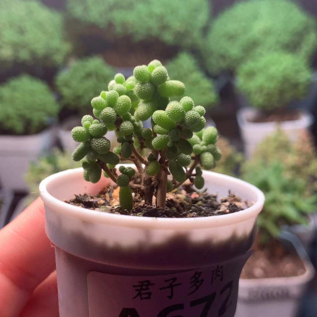 672米粒。