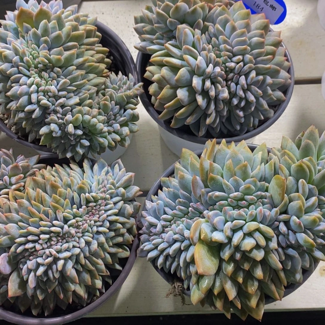 184-紫皮石榴籽星影梦露缀化一个