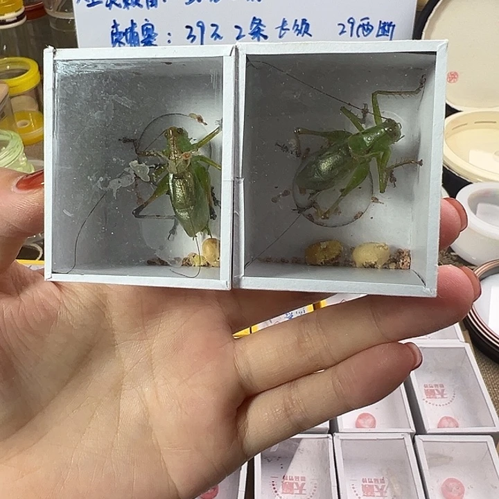 贾姐翠绿扎嘴一只