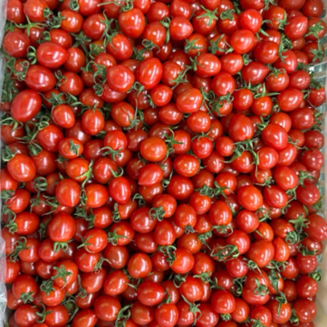 玲珑小番茄番茄同城配玲珑山东省山东省青岛市