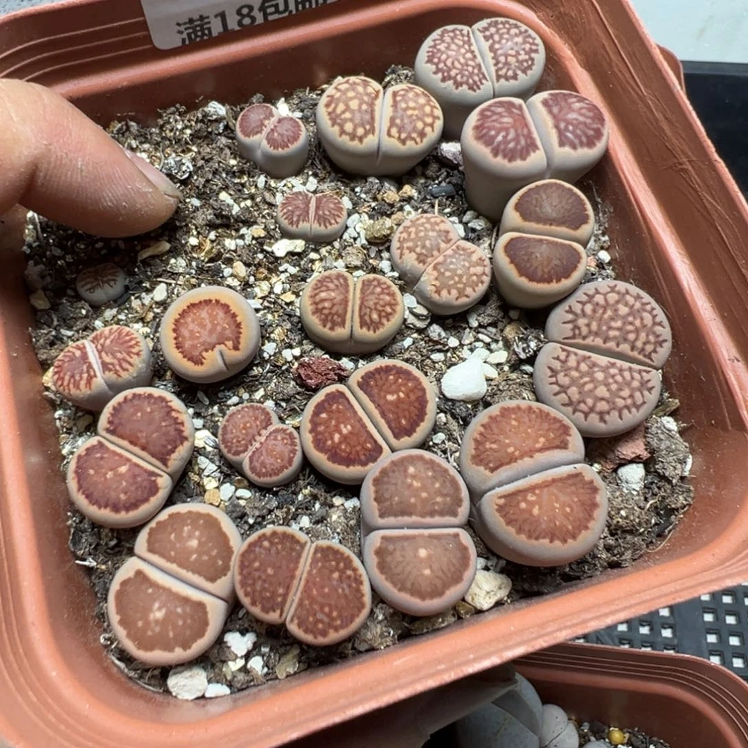 【闪购商品】 1291。