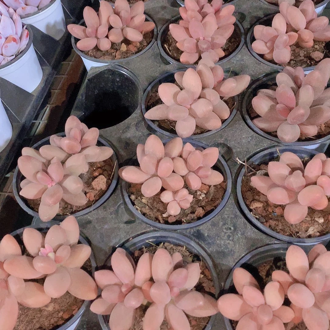 糖果美人345677889999