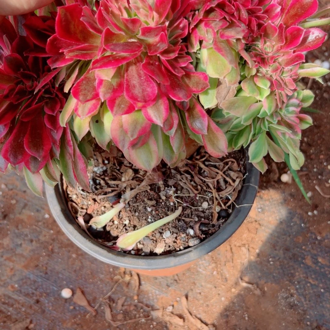 我1244 号多肉法师新年特价粉公主