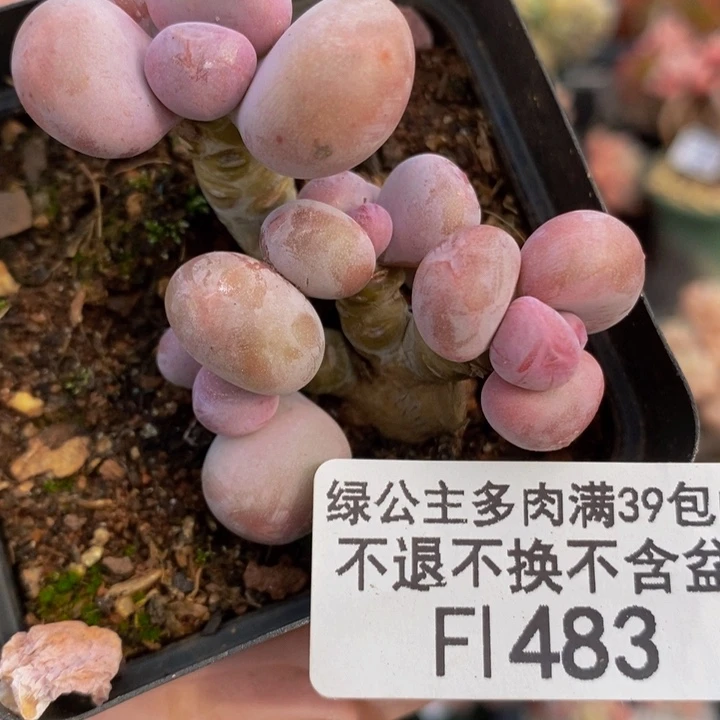 蛋黄奶4cm483多肉植物