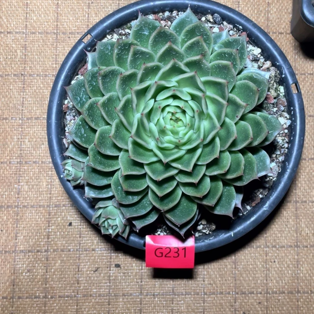 多肉植物多肉植物231