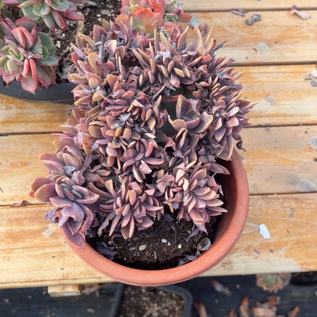 多肉太妃糖缀化【非偏远地区满18包邮】