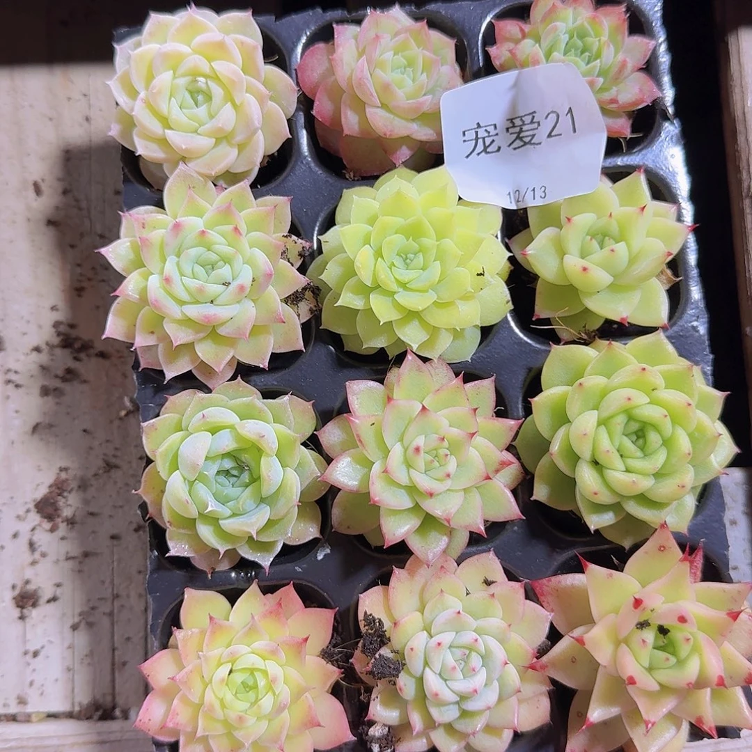 直播福利一物一拍21