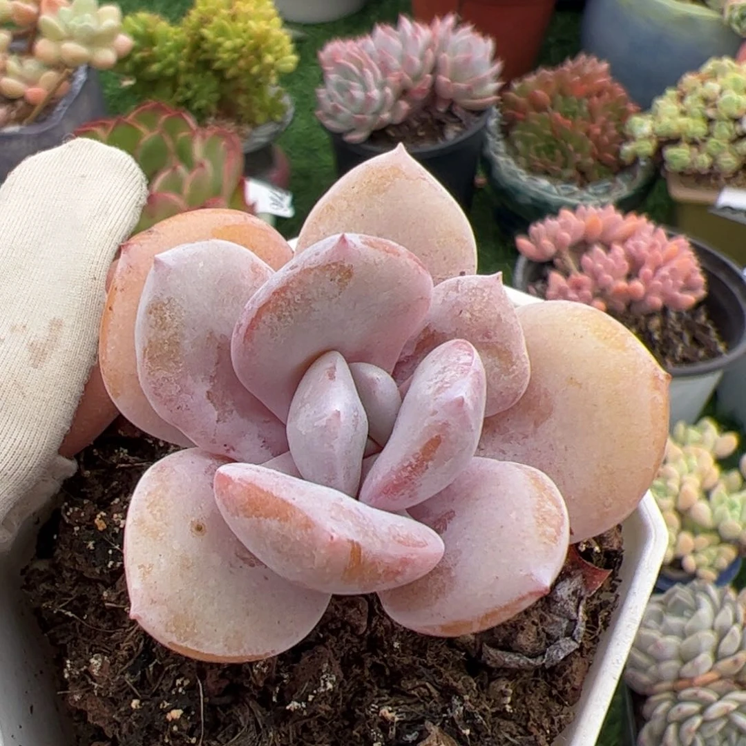 糖**宝158 满38包邮非偏远