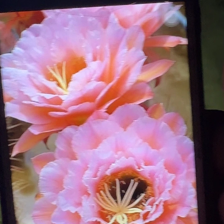 粉桃精灵根高7公分毛花柱