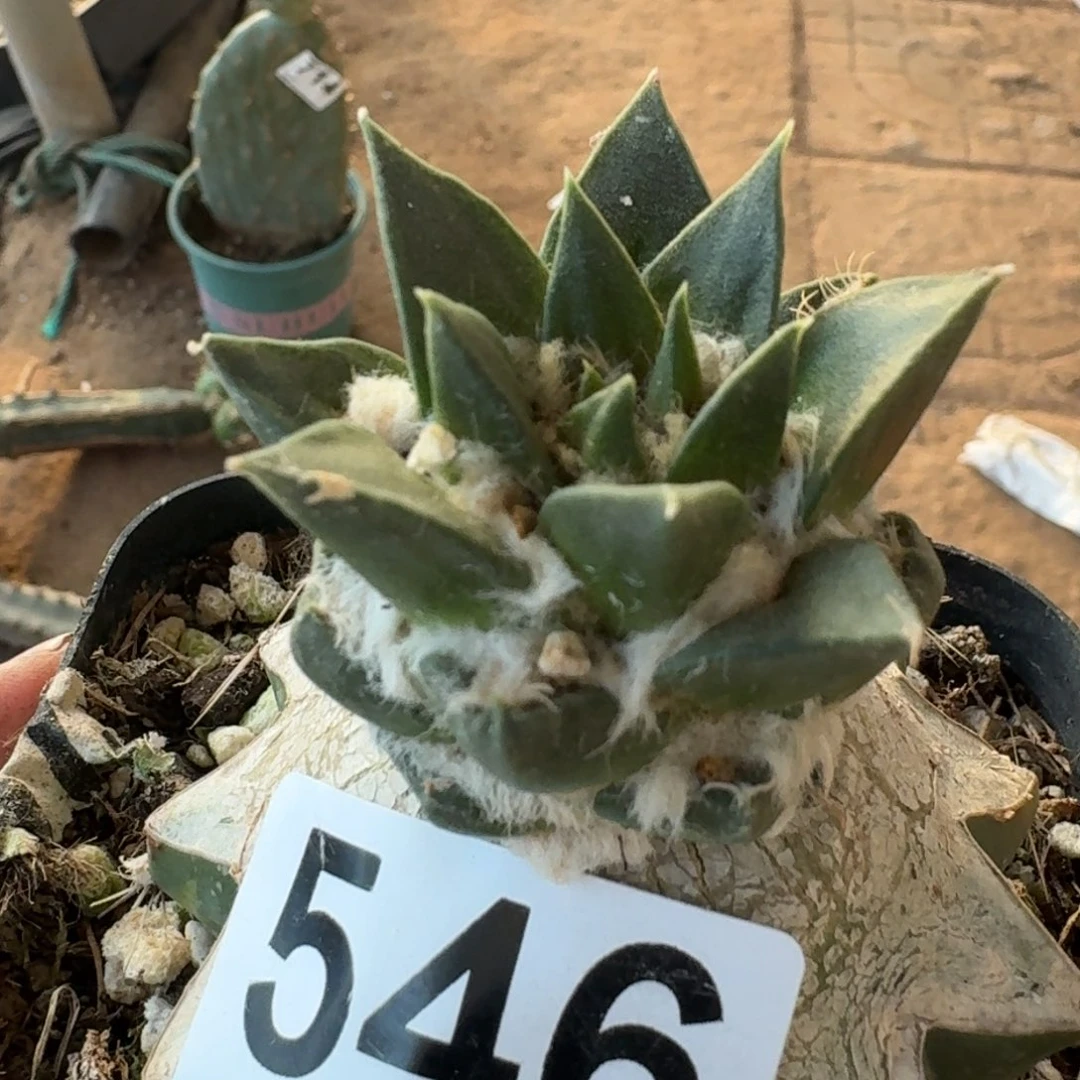 【闪购商品】龙呀牡丹546