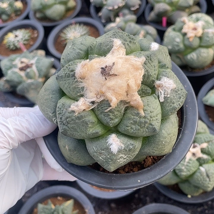 实生连山福利10.7