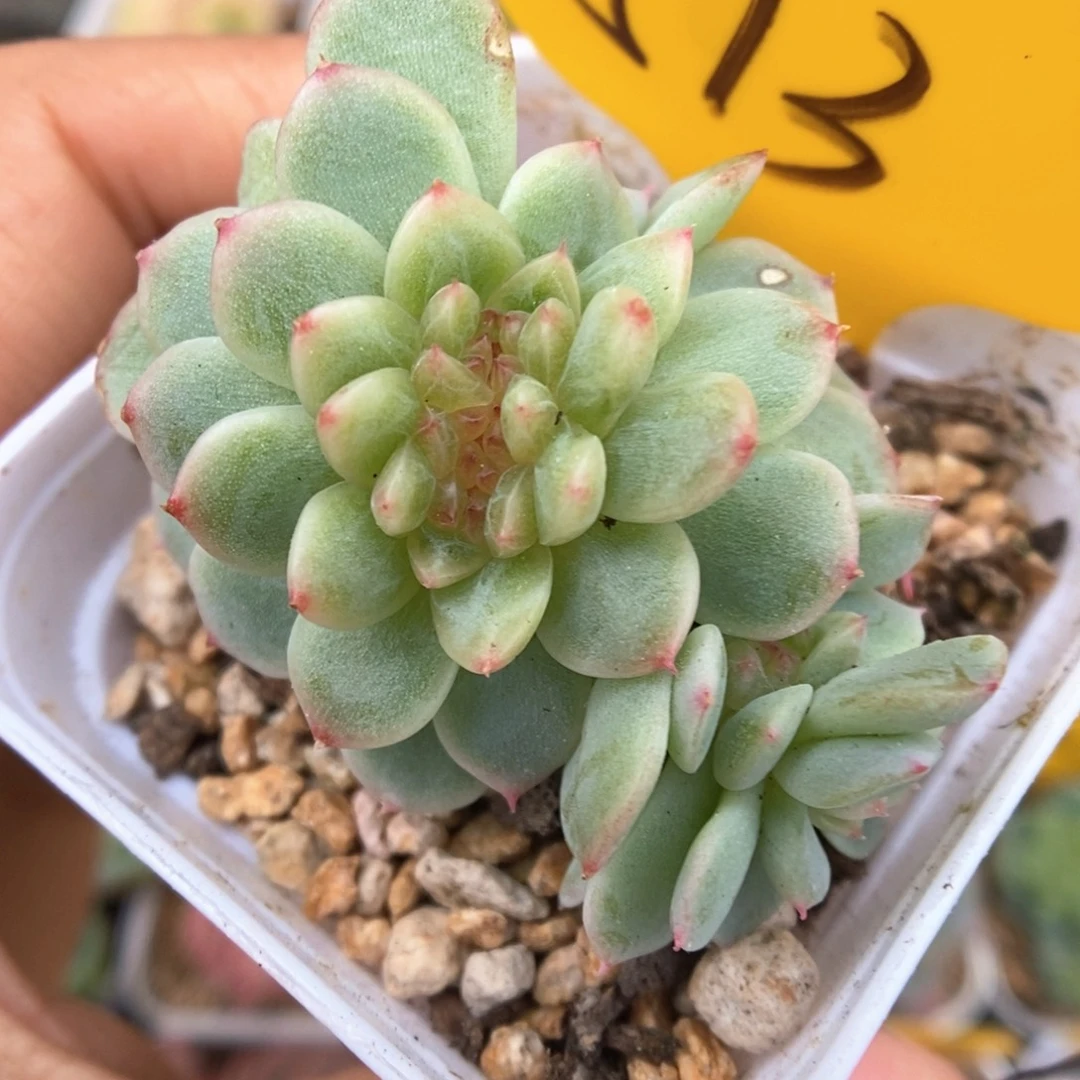 纸鸢缀化可拍513号