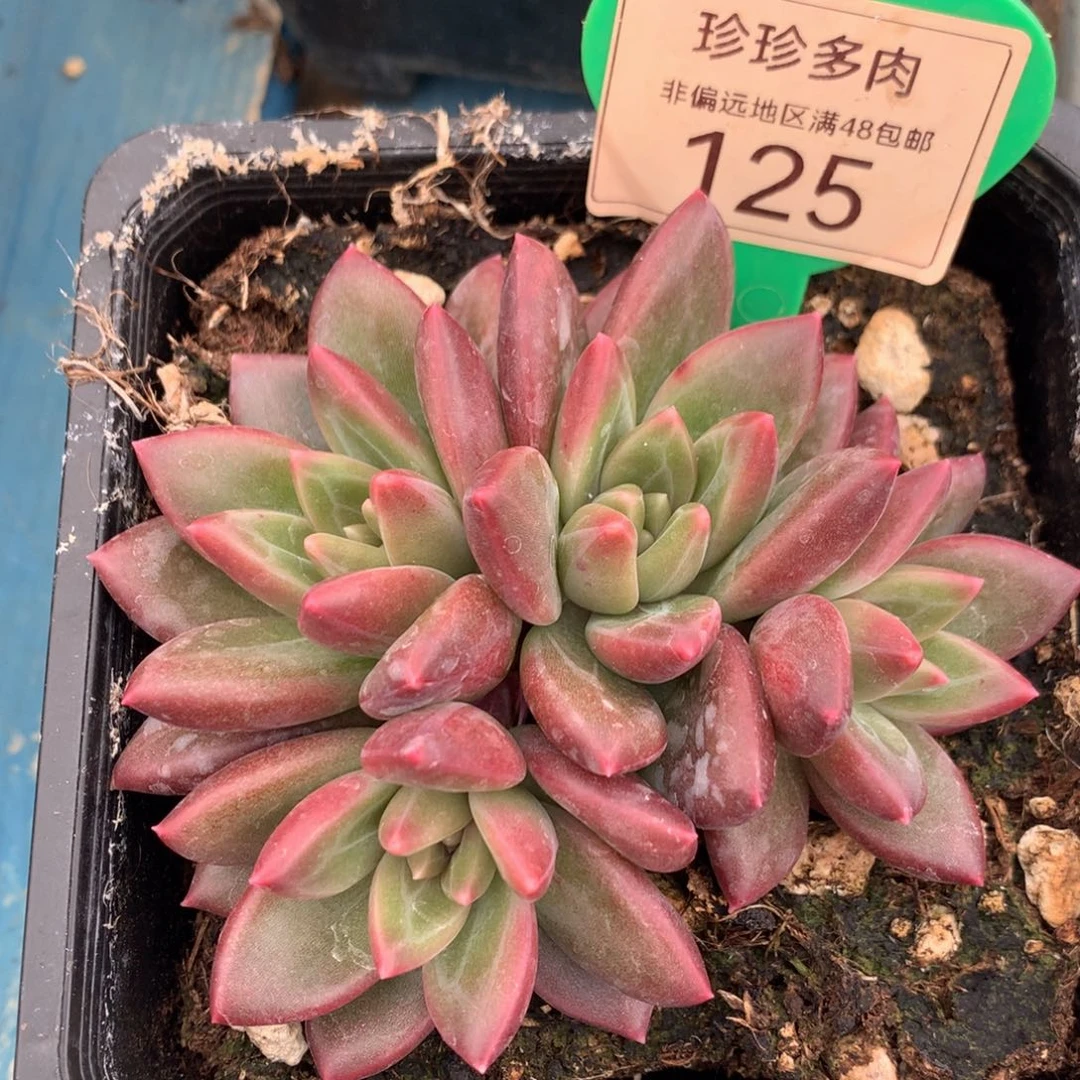 迷雾泡泡无砍平头125