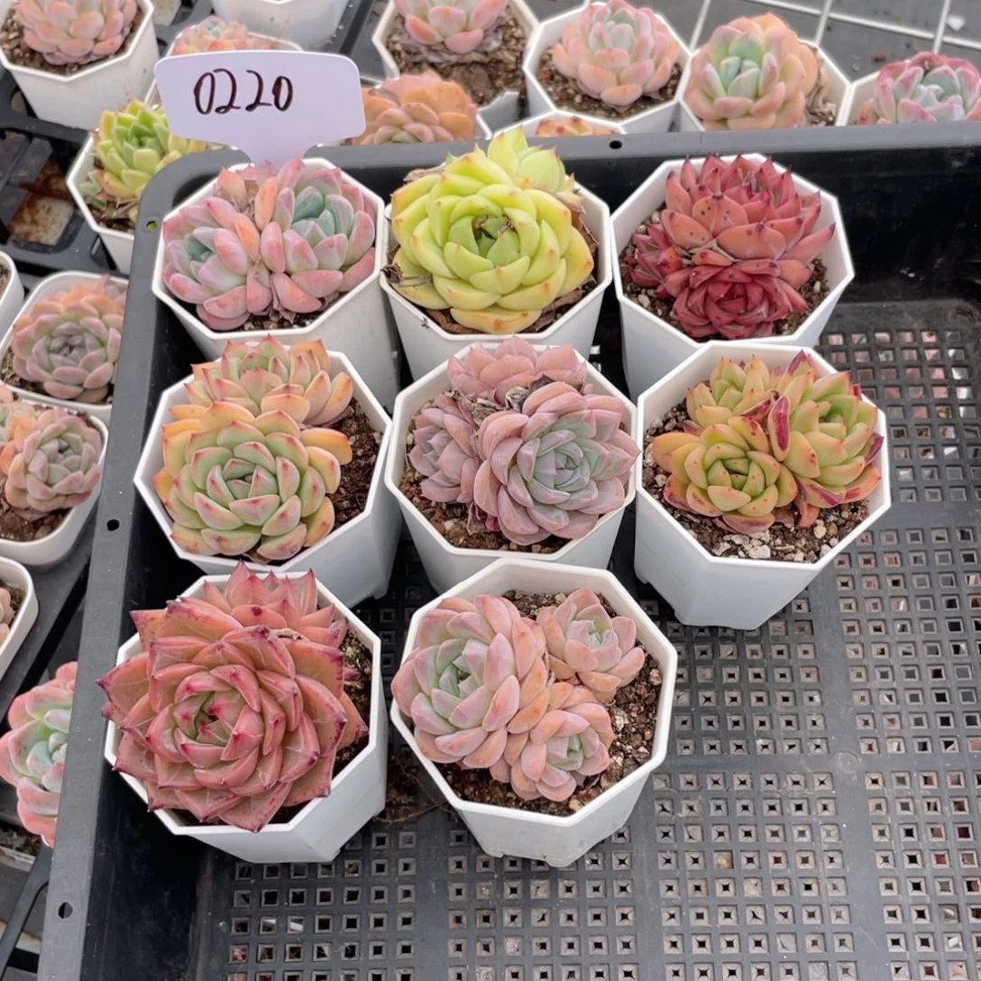 薇薇安园艺多肉0220