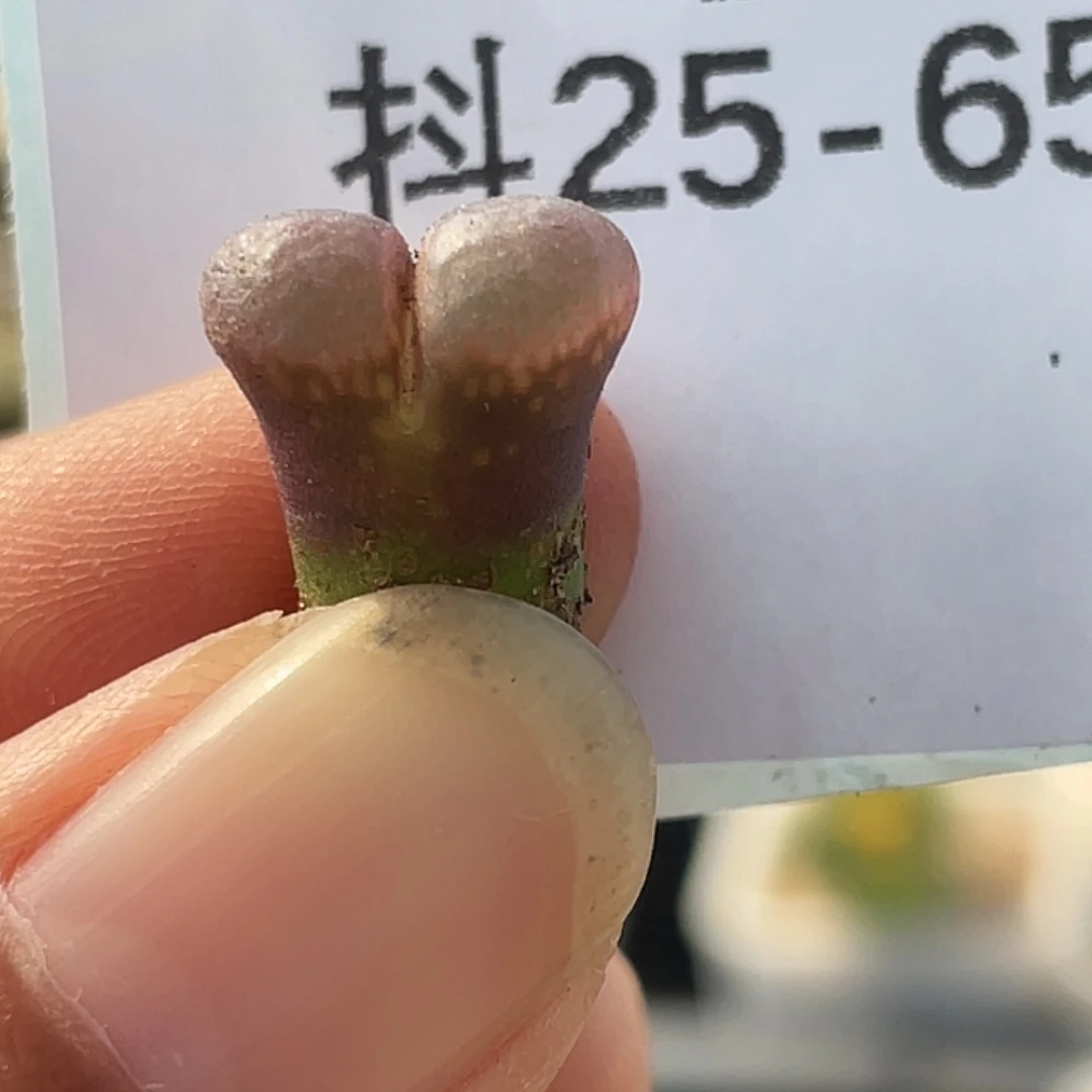 25-65风铃多肉植物