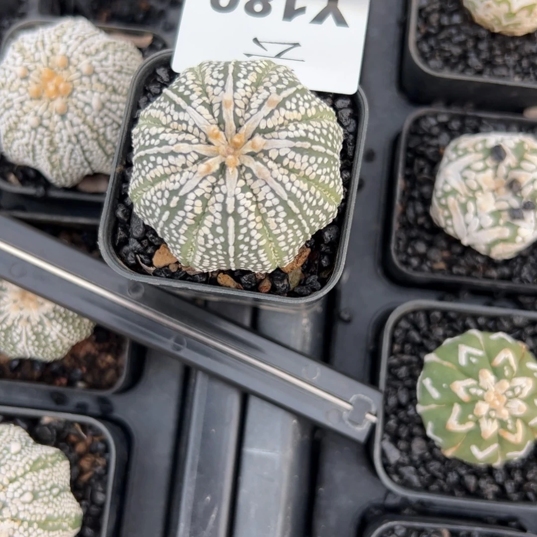 王***飞Y180号兜仙人球多肉