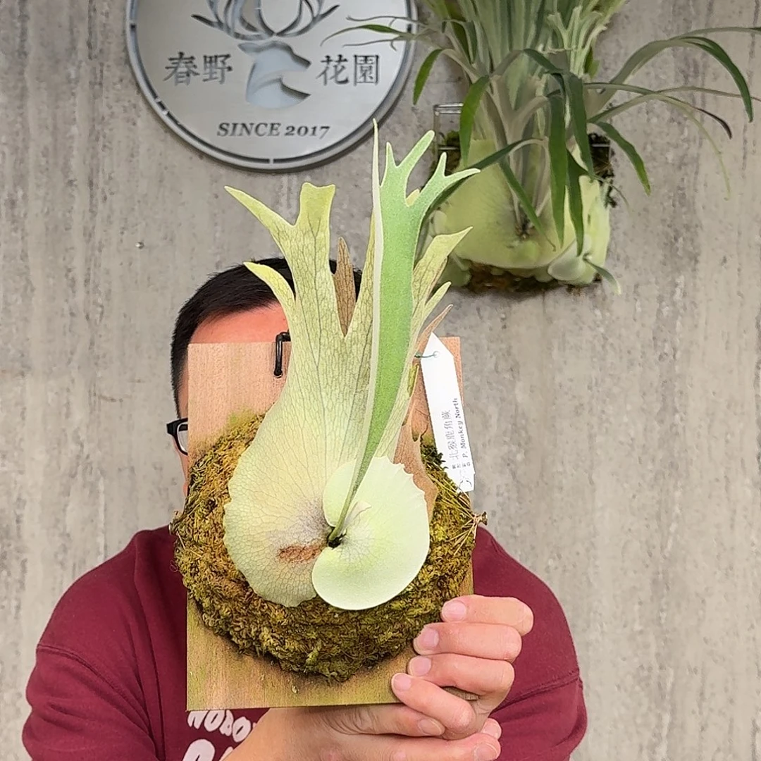 完全开放北猴鹿角蕨春野花园