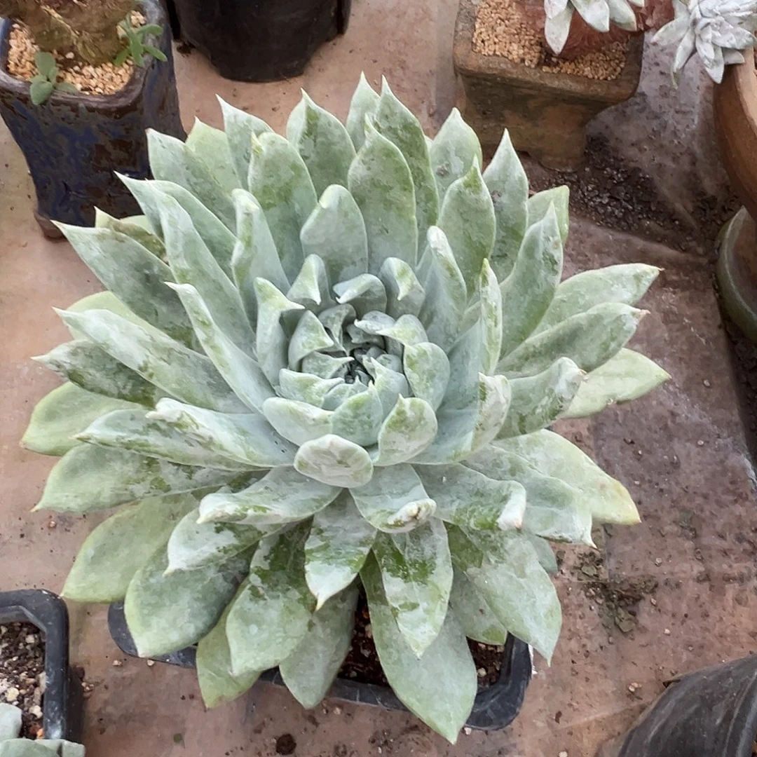 7826雪山仙女多肉