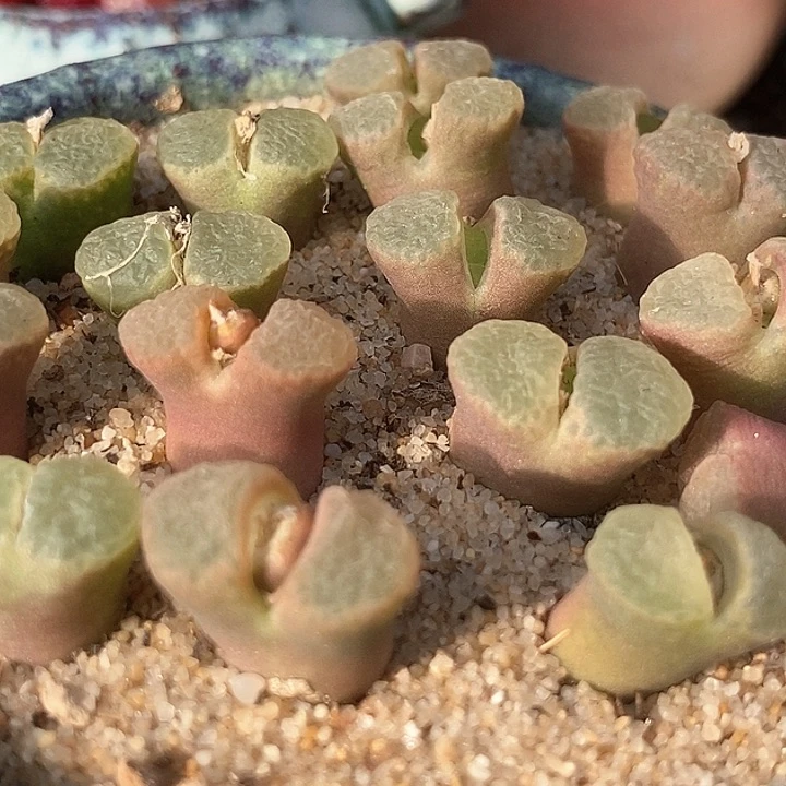 樱花一颗       1453.9