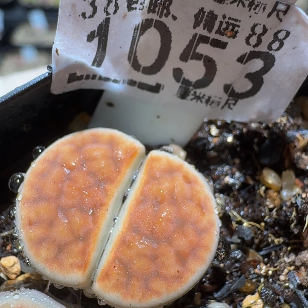 zzzz生石花肉锥1053