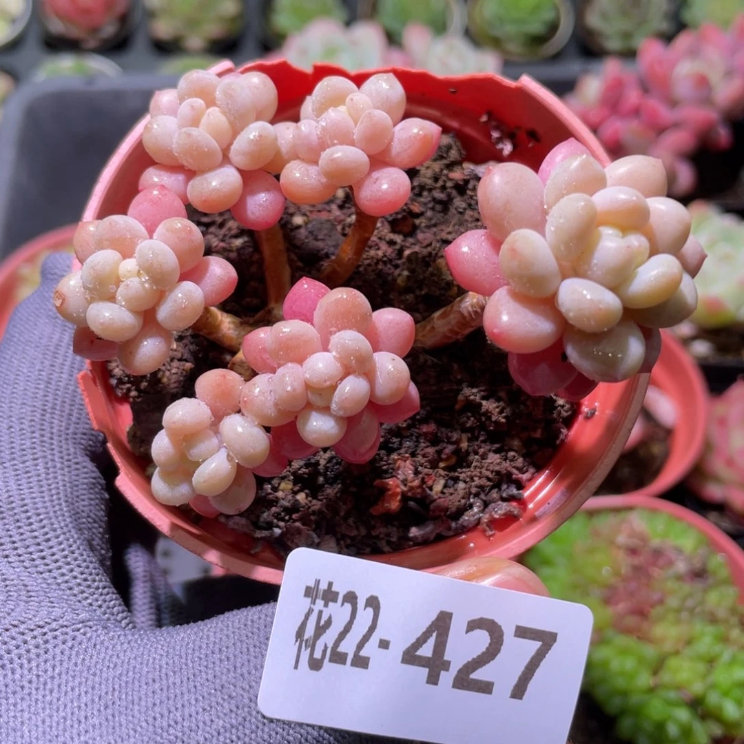 花利美22-427洛可可