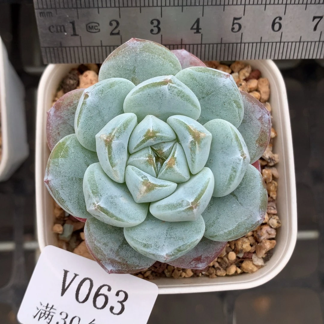 63。翡翠冰玉。单头。