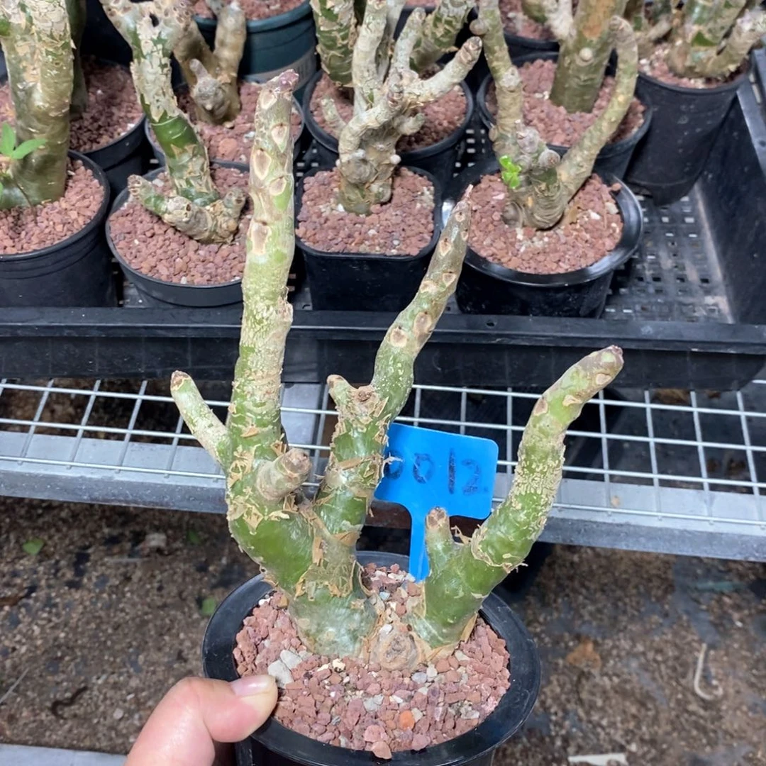 阿房宫多肉植物一个