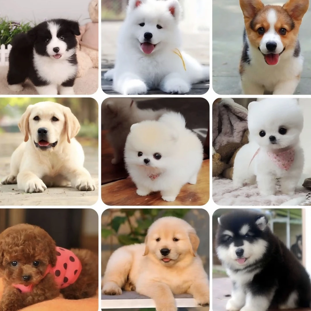 昆明诚信犬业活体链接