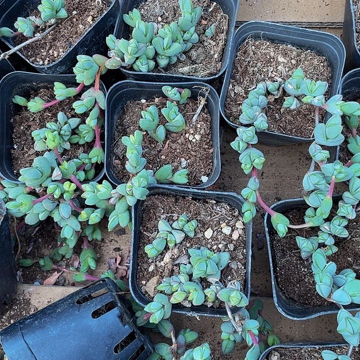 碧玉莲1.5带盆土处理没售后