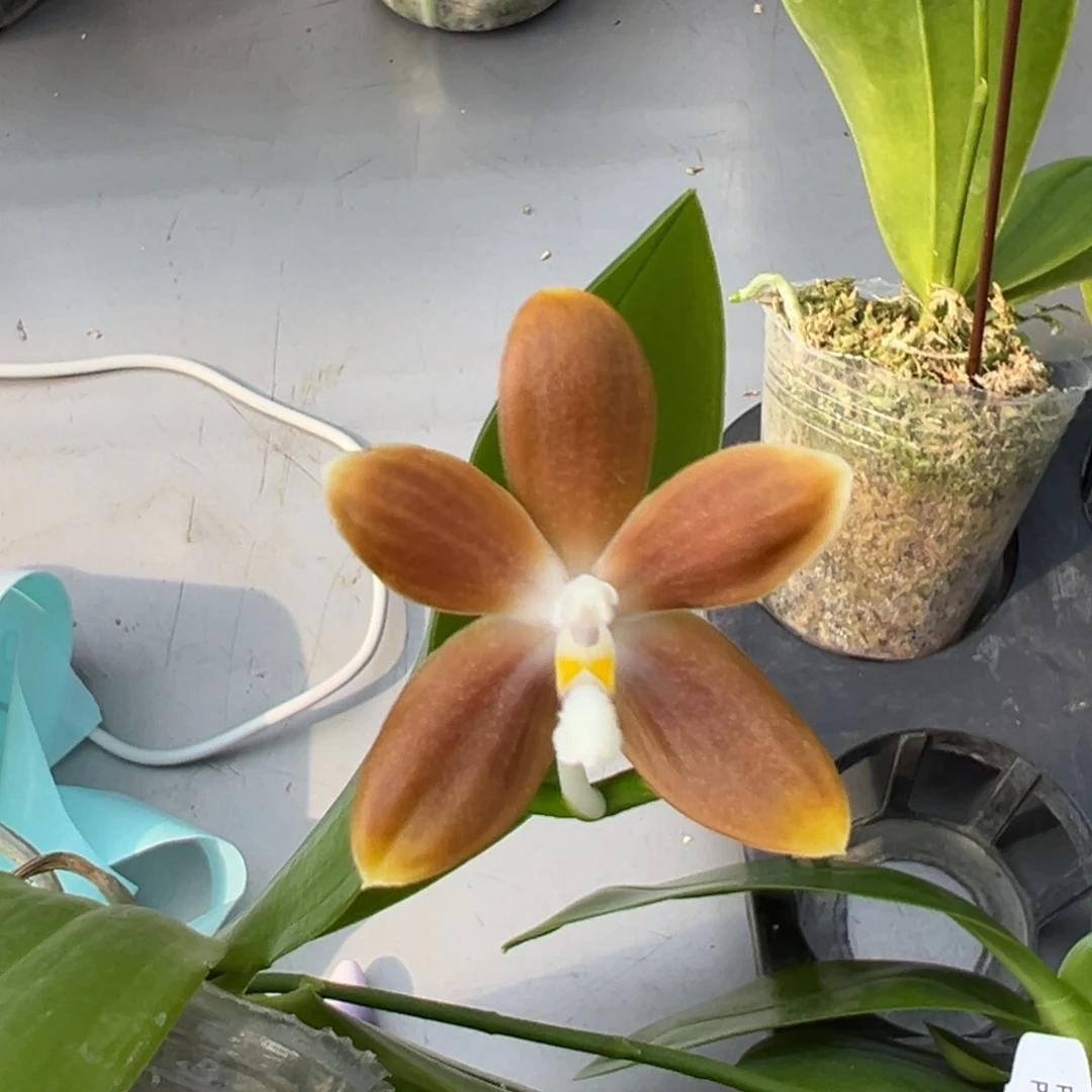 大部分花苞少量开放2.5寸杯咖啡盾