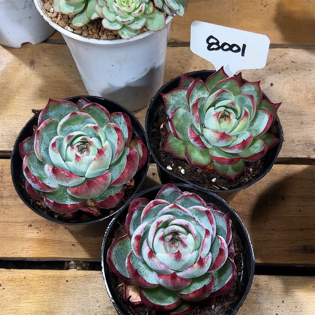 小惊鸿仙子7公分左右三颗8001号